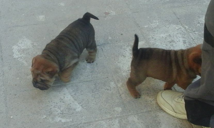  - Catei Shar-pei de vanzare