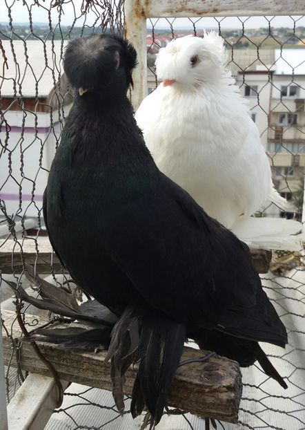  - Pui 2016