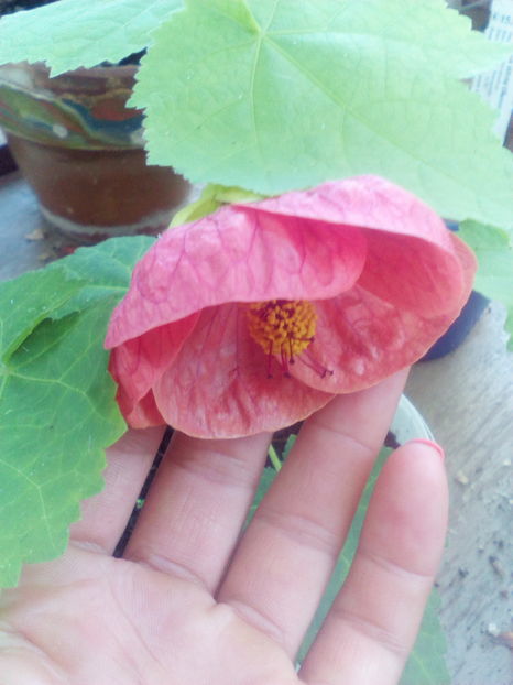 1474728728481-1877739071 - Abutilon