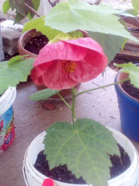 1474728749951-319445643 - Abutilon