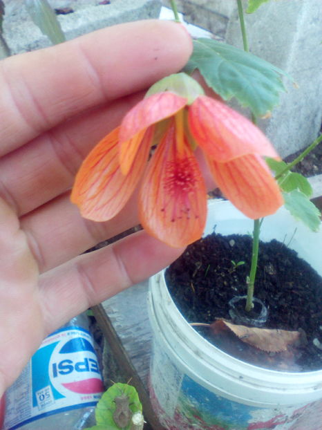 1474728772926-1190980947 - Abutilon