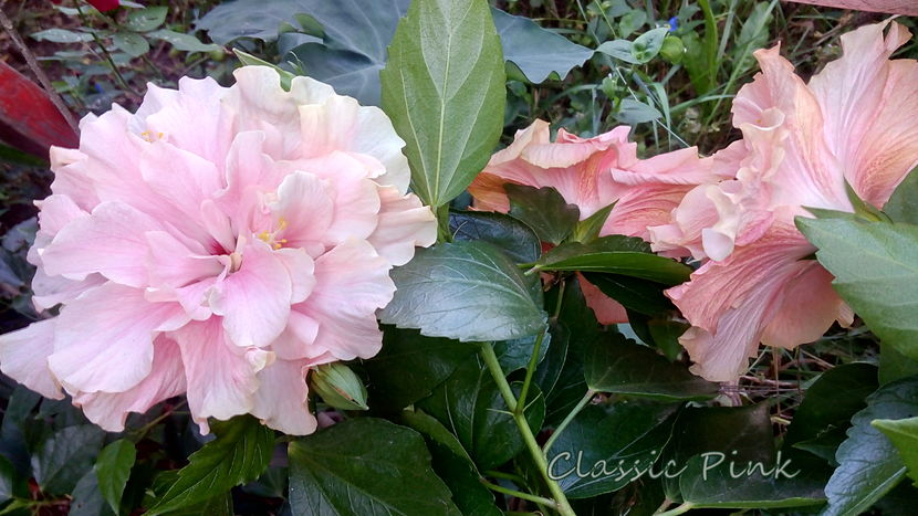 Classic Pink