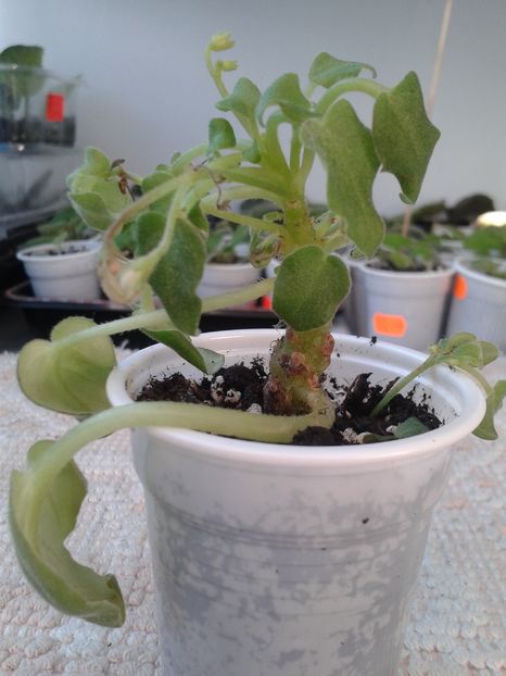 15 sept 2016 pui nou de la Ninutza