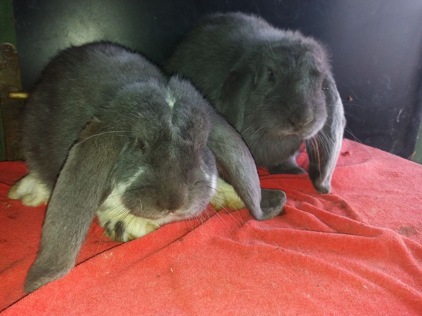 2 frați de vînzare