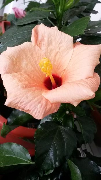 Hibiscus - Flori de apartament