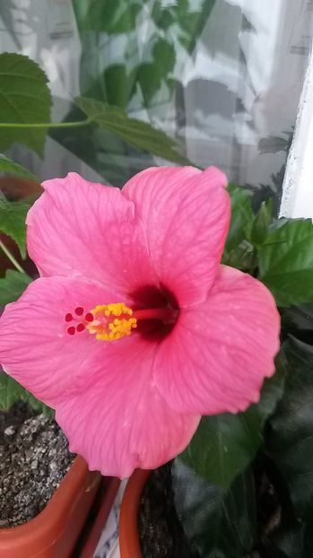 Hibiscus - Flori de apartament
