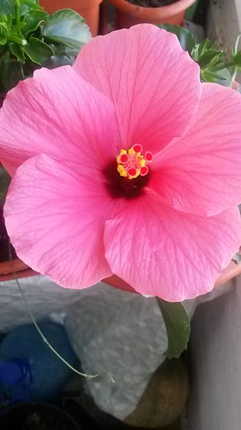 Hibiscus