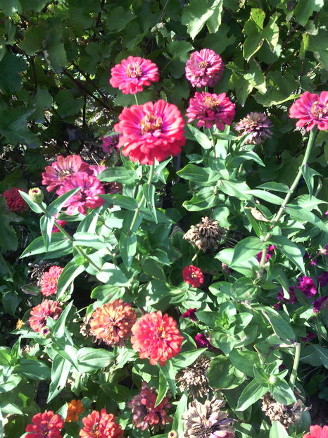  - 01-Flori din curtea mea 2016