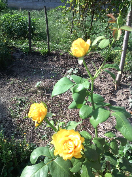  - 01-Flori din curtea mea 2016