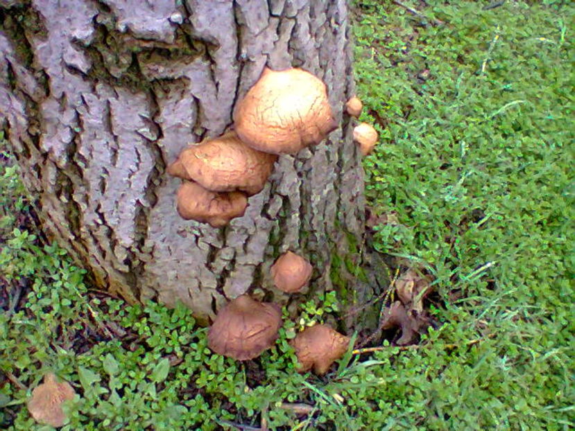 Fotografie0743 ciuperci crescute pe nuc (1) - M---diverse