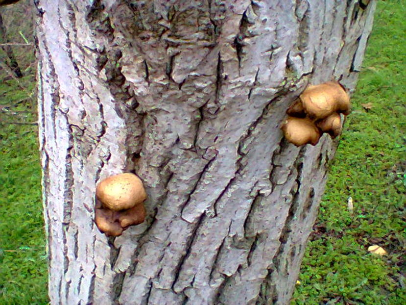 Fotografie0743 ciuperci crescute pe nuc (3) - M---diverse