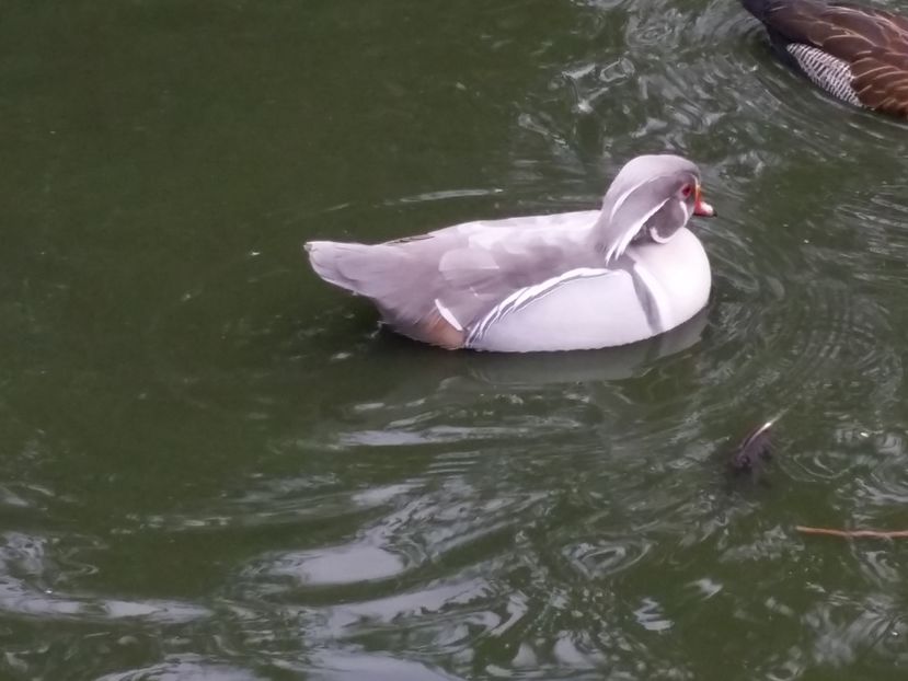 Argintiu - rata carolin