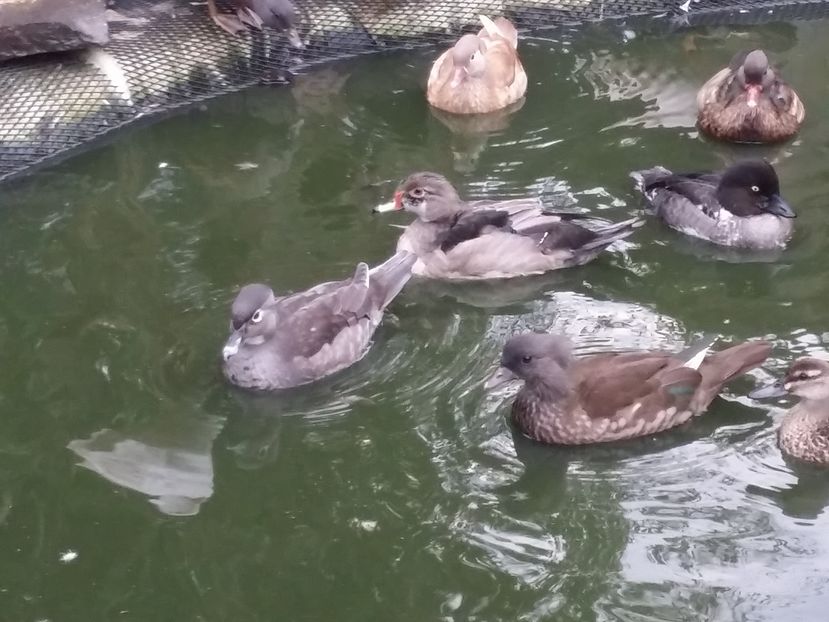 Pereche tineret blue - rata carolin