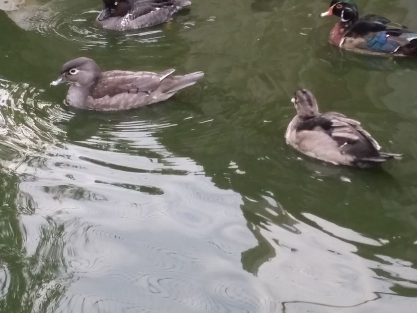 Carolina blue - rata carolin