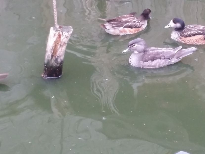 Femela - rata carolin