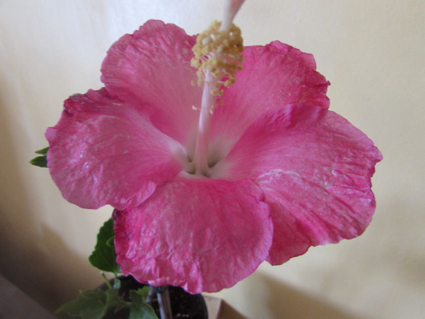 Martinique - Hibiscusi 2016