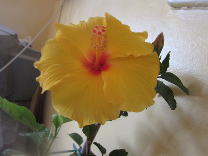 Kim - Hibiscusi 2016