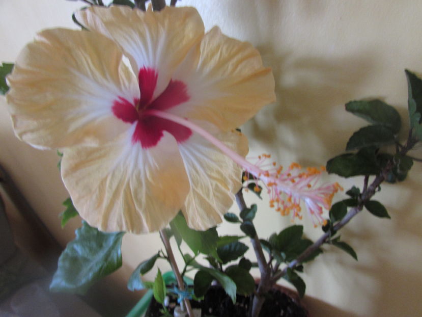 Silvya Goodman - Hibiscusi 2016