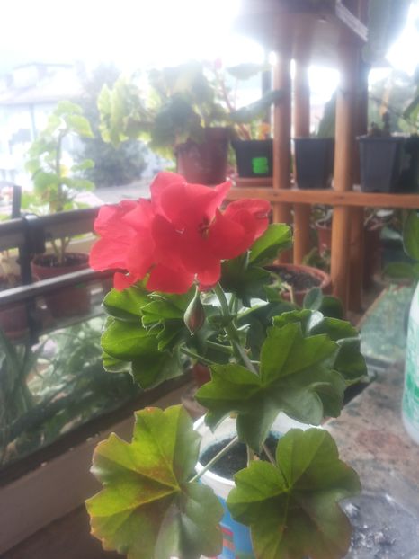 Muscata portocalie; Multumesc Georgeta!
