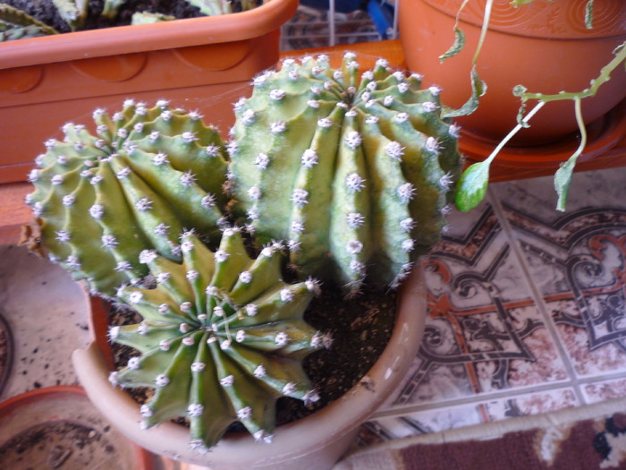 P1020614 - dragele mele flori 2009