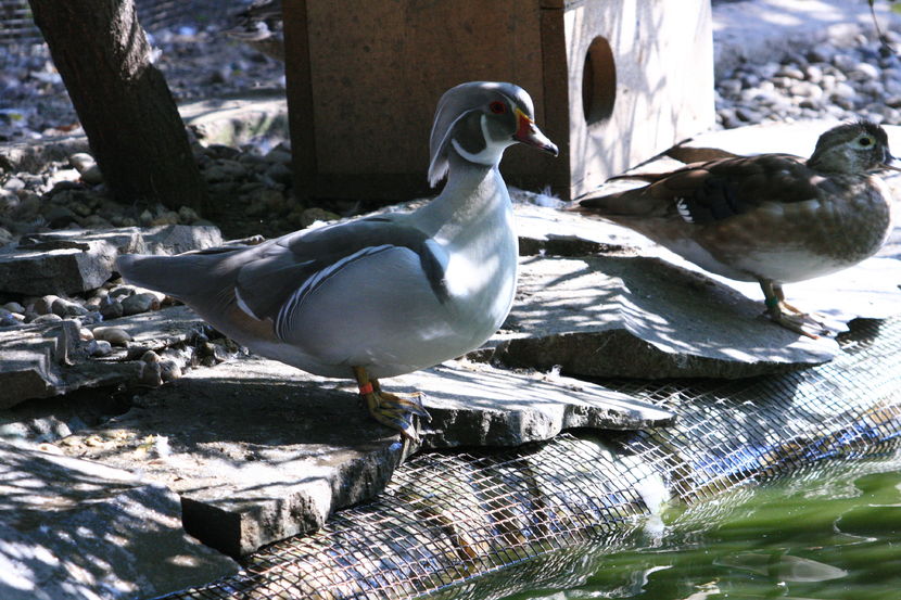 Campionul - rata carolin