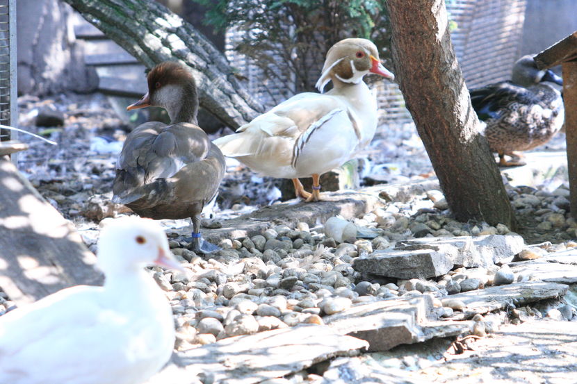 Caramel - rata carolin