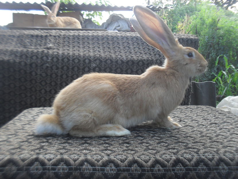 Urias galben german,mascul,3 luni