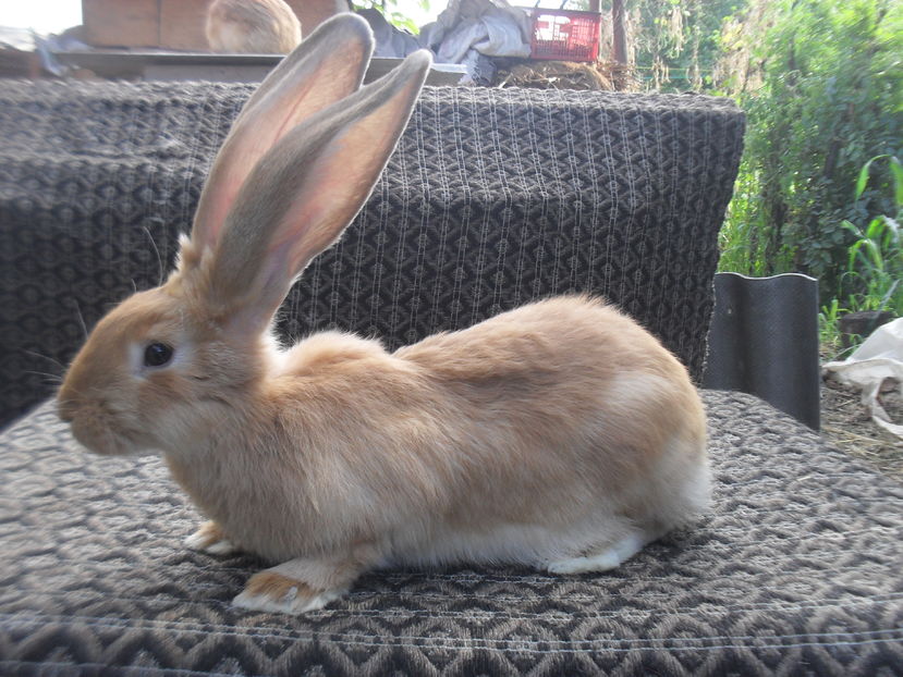 Urias galben german, mascul,3 luni