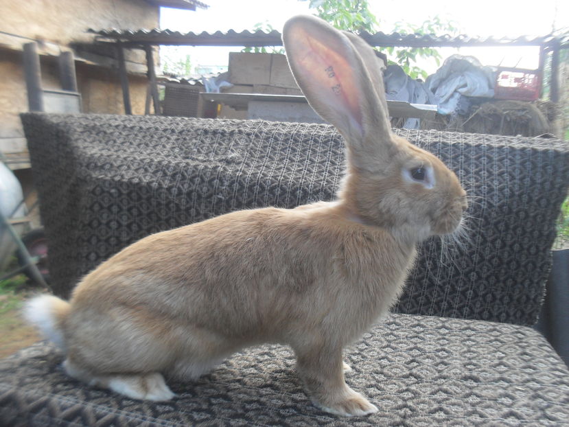 Urias galben german,5 luni,femela