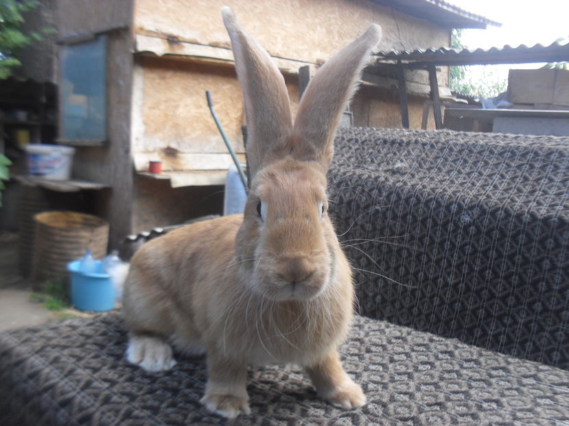 Urias galben german,5 luni,femela