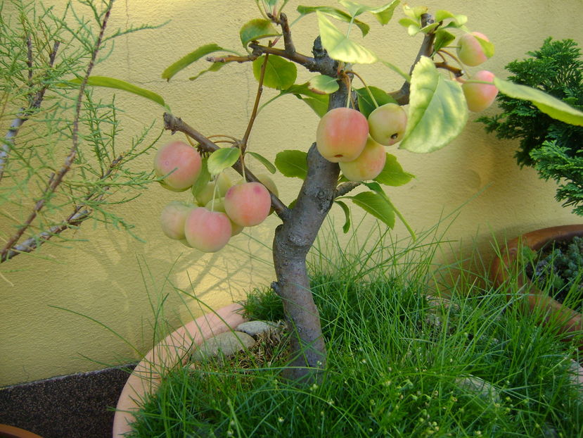 Mar decorativ