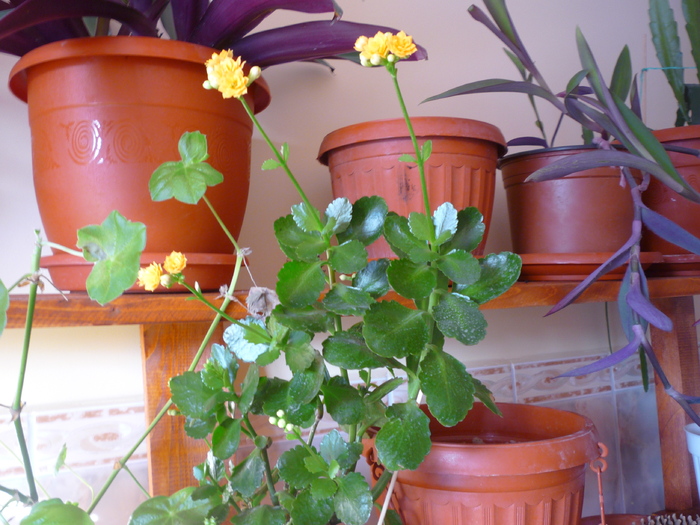kalanchoe - dragele mele flori 2009