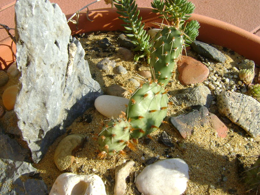Minirocarie, Opuntia phaeacantha