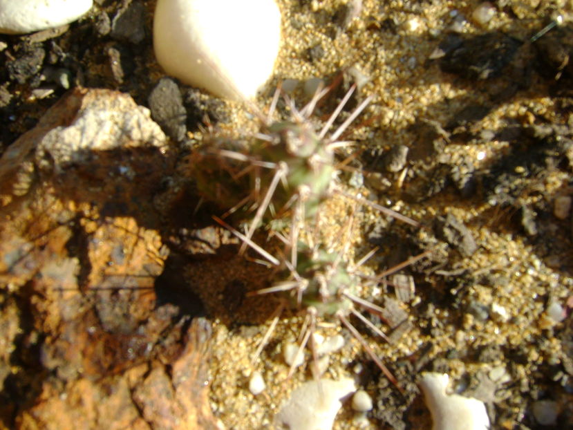 Minirocarie, Opuntia fragilis1