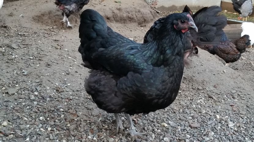  - Australorp