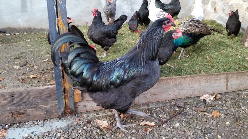  - Australorp