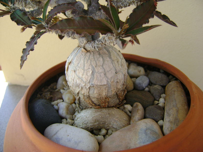 Euphorbia suzannae-marnierae - Caudiciforme si bulbi 2016