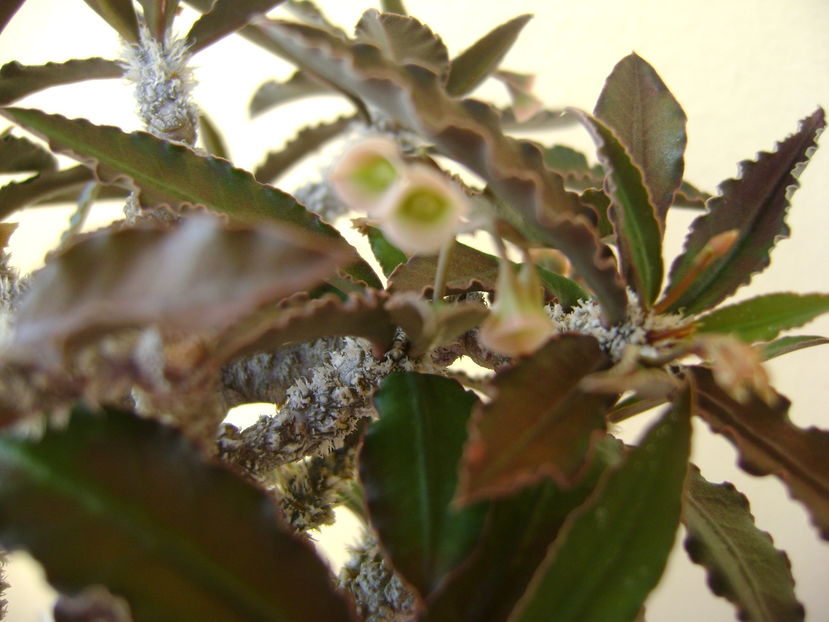 Euphorbia suzannae-marnierae