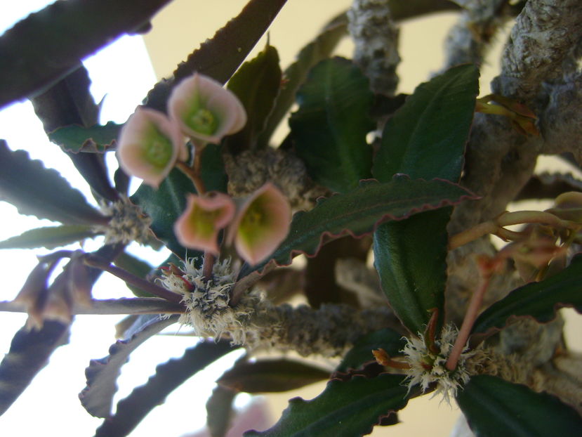 Euphorbia suzannae-marnierae