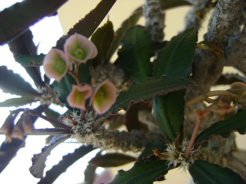 Euphorbia suzannae-marnierae