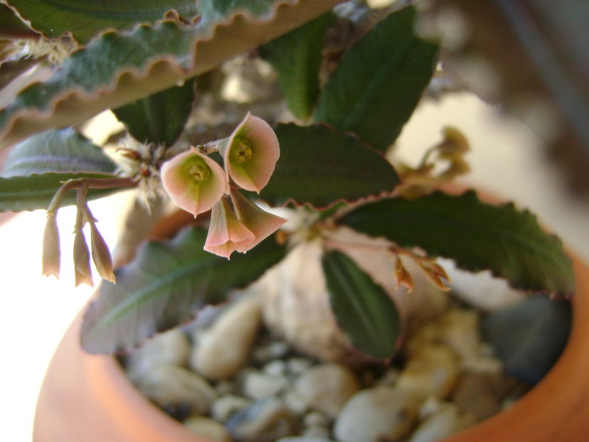 Euphorbia suzannae-marnierae