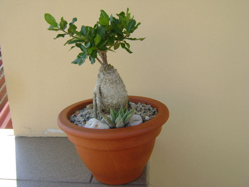 Fockea edulis