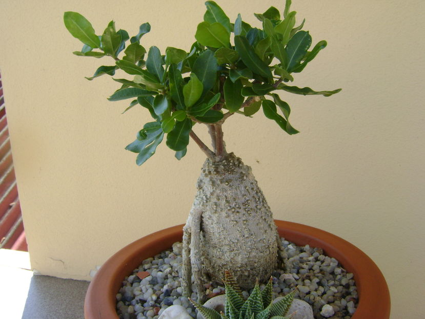 Fockea edulis
