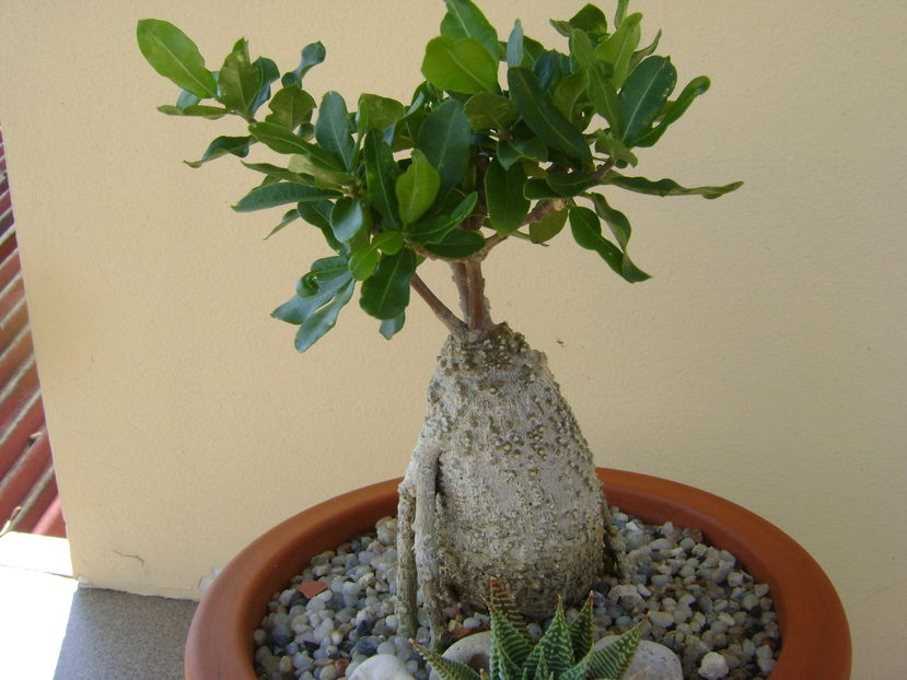 Fockea edulis