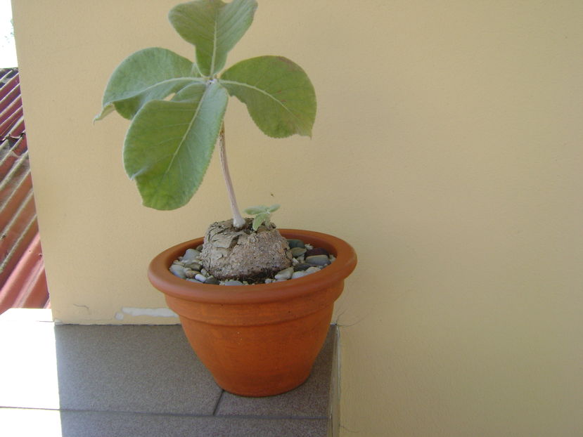 Sinningia leucotricha