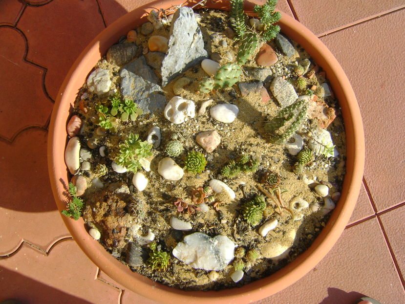 Minirocarie cu cactusi si suculente hardy
