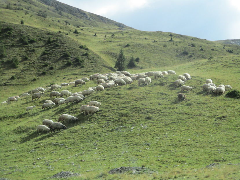  - Transalpina 2016