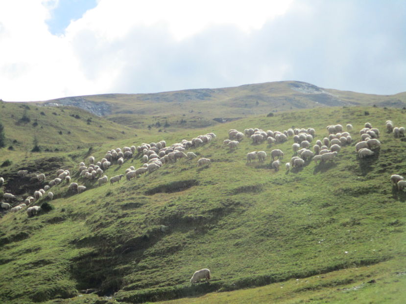  - Transalpina 2016