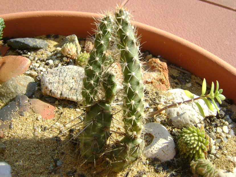 Minirocarie, Opuntia fragilis2