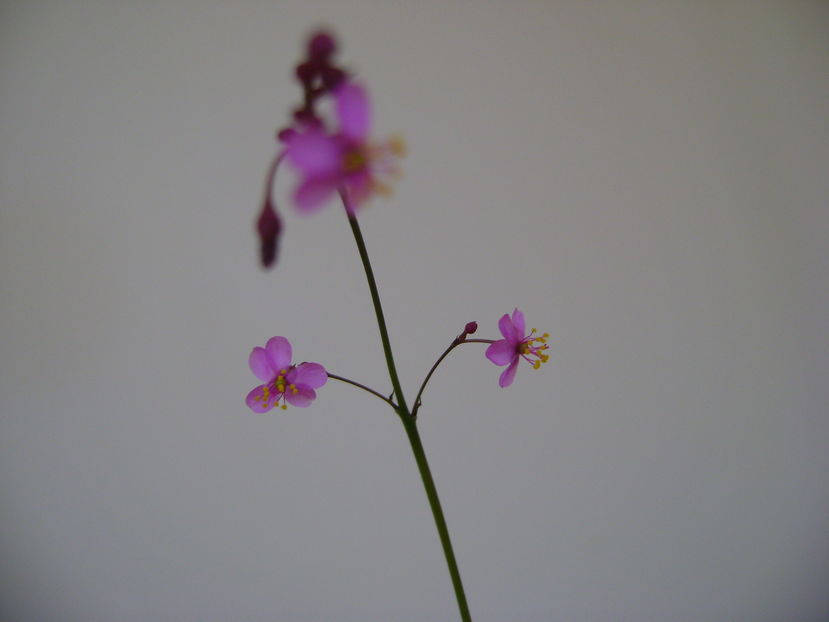 Talinum paniculatum